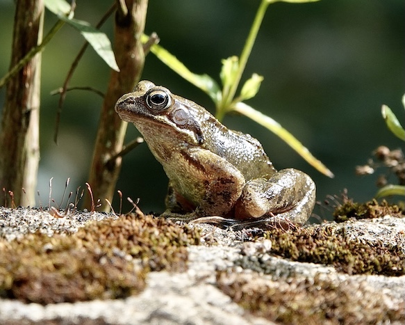 frog